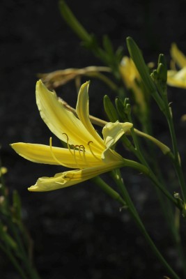 Bild von Hemerocallis altissima