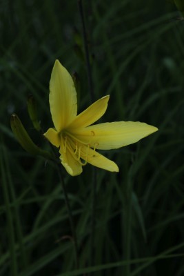 Bild von Hemerocallis citrina Baroni