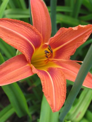 Bild von Hemerocallis fulva