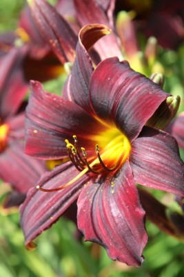 Bild von Hemerocallis x-cult. American Rev.