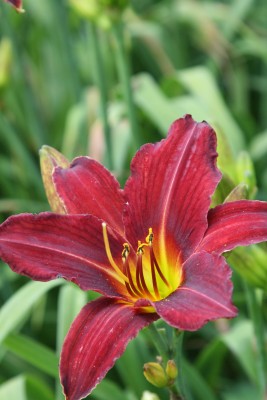 Bild von Hemerocallis x-cult. Arriba