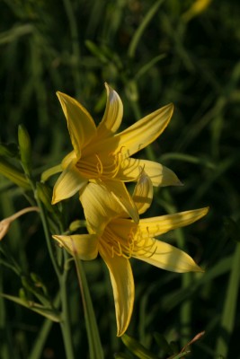 Bild von Hemerocallis x-cult. Augustfreude