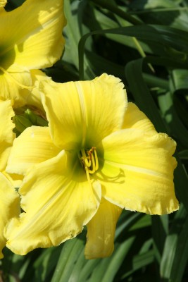 Bild von Hemerocallis x-cult. Apollo-17