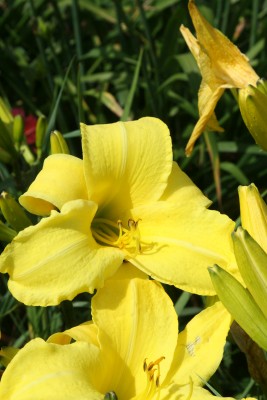 Bild von Hemerocallis x-cult. Berlin Lemon