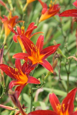 Bild von Hemerocallis x-cult. Autumnale Red