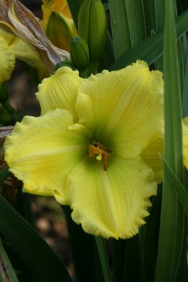 Bild von Hemerocallis x-cult. Beauty to Behold