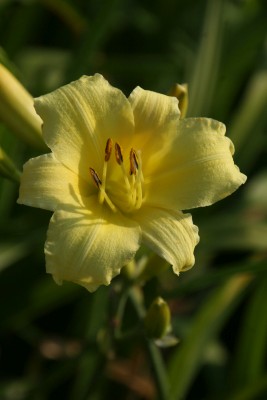 Bild von Hemerocallis x-cult. Butterpat