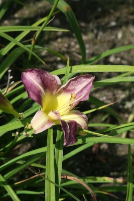 Bild von Hemerocallis x-hybr. Blue-Sheen