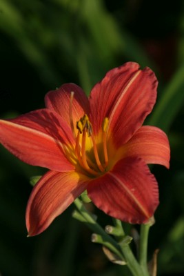 Bild von Hemerocallis x-cult. Bed of Roses