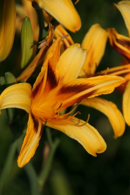 Bild von Hemerocallis x-cult. Bonanza