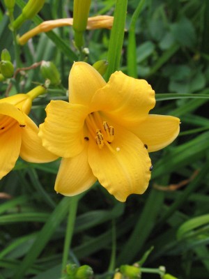 Bild von Hemerocallis x cult. Bitsy