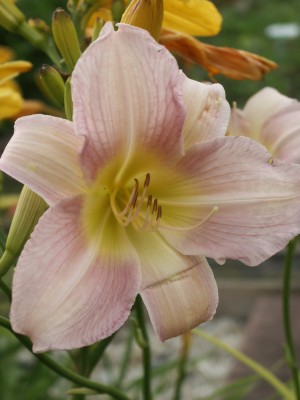 Bild von Hemerocallis x-cult. Cath.Woodberry