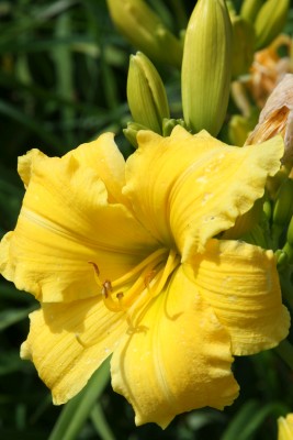 Bild von Hemerocallis x-cult. Cosmos-Gold