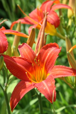 Bild von Hemerocallis x-cult. Child.Fest.