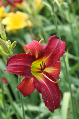 Bild von Hemerocallis x cult. Breathless-Beauty