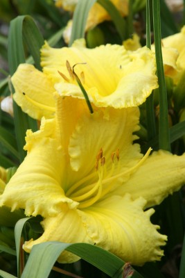 Bild von Hemerocallis x-cult. African Timber