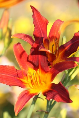 Bild von Hemerocallis x-cult. Display