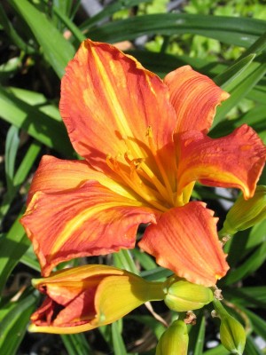 Bild von Hemerocallis x-cult. Elijah