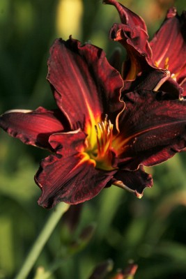 Bild von Hemerocallis x-cult. Ed Murray