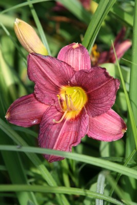 Bild von Hemerocallis x-cult. Farthing