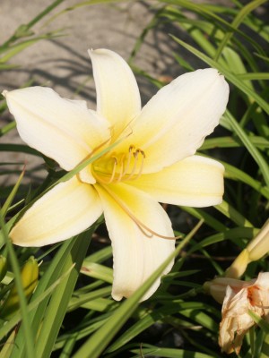 Bild von Hemerocallis x-cult. Frances Fay