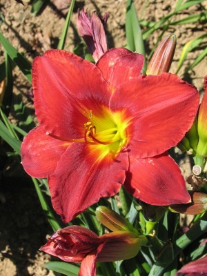 Bild von Hemerocallis x-cult. Frederik