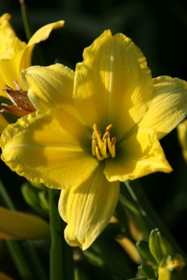 Bild von Hemerocallis x-cult. Green Flutter