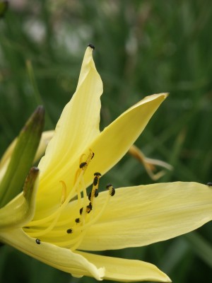 Bild von Hemerocallis x-cult. Goldaroma