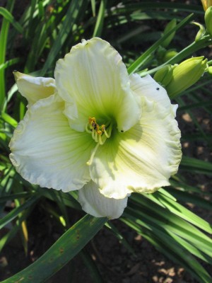 Bild von Hemerocallis x-cult. Heidi Edelweiß