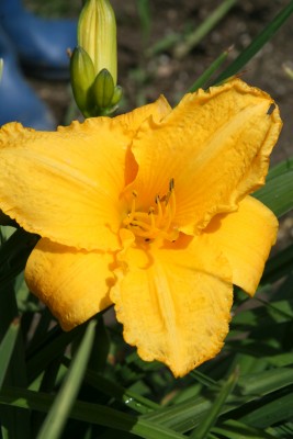 Bild von Hemerocallis x-cult. Golden Geisha