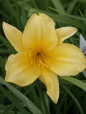 Bild von Hemerocallis x-cult. Golden Gift