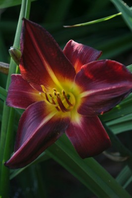 Bild von Hemerocallis x-cult. Helen von Stein