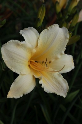 Bild von Hemerocallis x-cult. Helle-Berlinerin