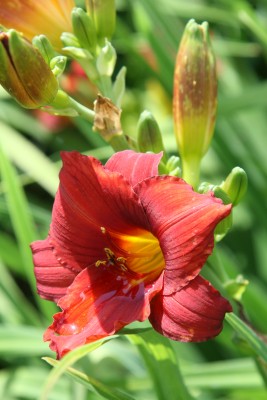 Bild von Hemerocallis x-cult. Joan-Derifield