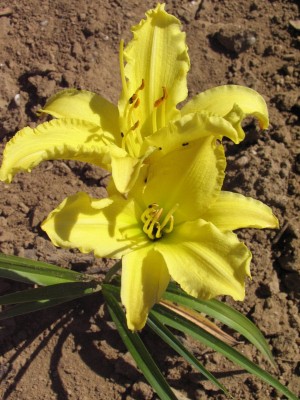 Bild von Hemerocallis x-cult. Irish-Limerik