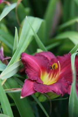 Bild von Hemerocallis x-cult. Jordan