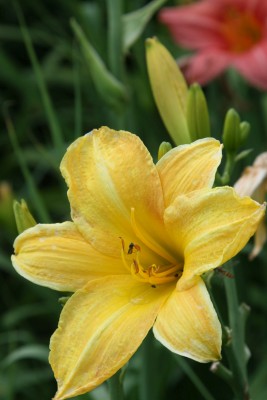 Bild von Hemerocallis x-cult. Loud-Acclaim