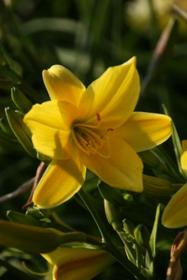 Bild von Hemerocallis x-cult. Lemon Bells