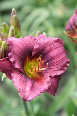 Bild von Hemerocallis x-cult. Little-Grapette