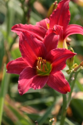 Bild von Hemerocallis x-cult. Little-Bussiness