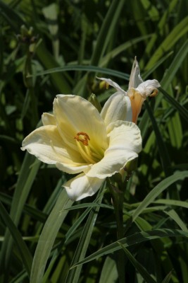 Bild von Hemerocallis x-cult. Longfields Pearl