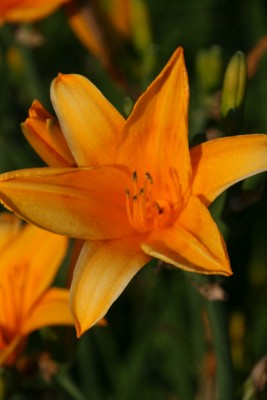 Bild von Hemerocallis x-cult. Lucretius