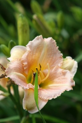 Bild von Hemerocallis x-cult. Little-Pink-Cors