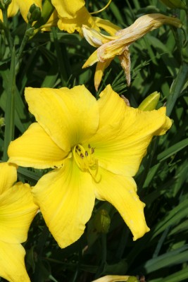 Bild von Hemerocallis x-cult. Münchner Kindl