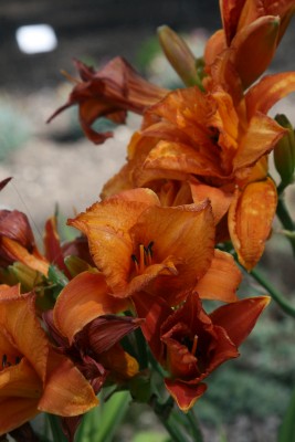 Bild von Hemerocallis x-cult. Mauna Loa