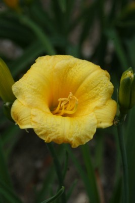 Bild von Hemerocallis x-cult. Mini Stella