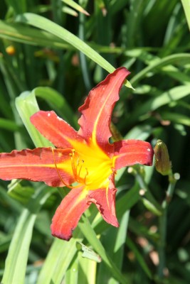 Bild von Hemerocallis x-cult. Mrs.Hugh-Johnson