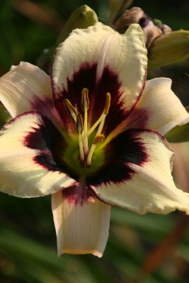 Bild von Hemerocallis x-cult. Moonlight Masquerade