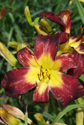 Bild von Hemerocallis x-cult. Moon-of-Venice