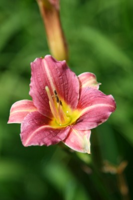 Bild von Hemerocallis x-cult. Mary Reed